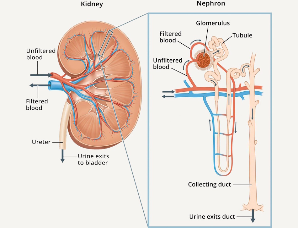 Detailed medical illustration showing human kidney anatomy and nephron structures responsible for filtering blood and producing urine containing concentrated waste products that body eliminates, demonstrating why consuming this filtered waste creates metabolic stress and worsens dehydration - InfoProds 2026