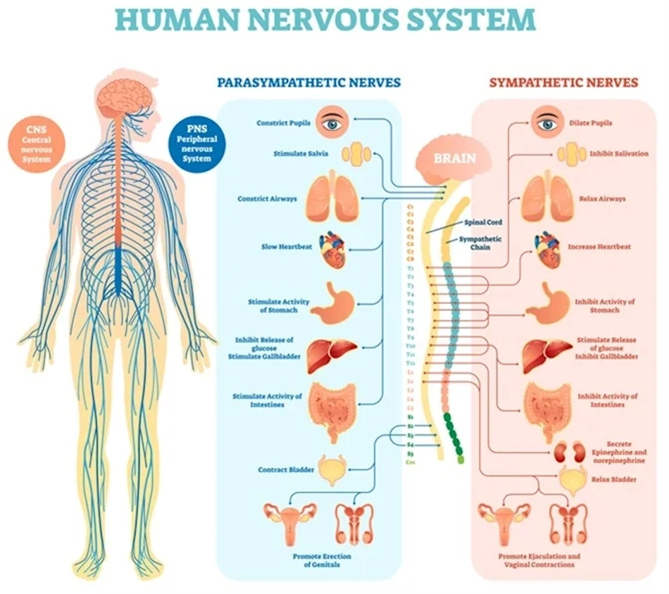 Detailed illustration of human nervous system showing brain spinal cord and peripheral nerve networks demonstrating complex neural pathways requiring herbal support for optimal function - central nervous system anatomy education - InfoProds 2026 comprehensive health guide