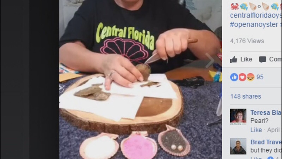 Live streaming social media pearl party scam showing preserved oysters containing low-grade freshwater pearls marketed with inflated quality claims and fabricated value assessments - InfoProds 2026