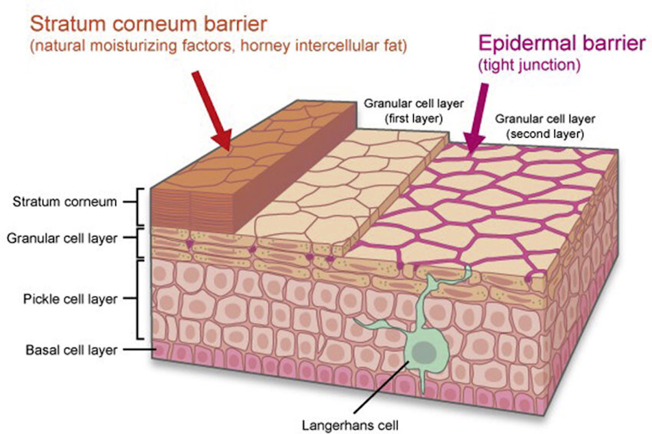 Diagram illustration showing skin moisture barrier structure stratum corneum lipid layers natural moisturizing factors Scientific educational diagram illustrating healthy skin moisture barrier structure with labeled stratum corneum layers, intercellular lipids, ceramides, natural moisturizing factors, and corneocytes showing how proper hydration maintains skin barrier function - InfoProds 2026 skincare science