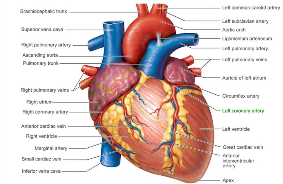 Detailed anatomical illustration showing human heart structure with surrounding cardiovascular system including arteries, veins, and circulatory pathways demonstrating blood flow patterns and cardiac muscle chambers for nutrition and exercise education - InfoProds