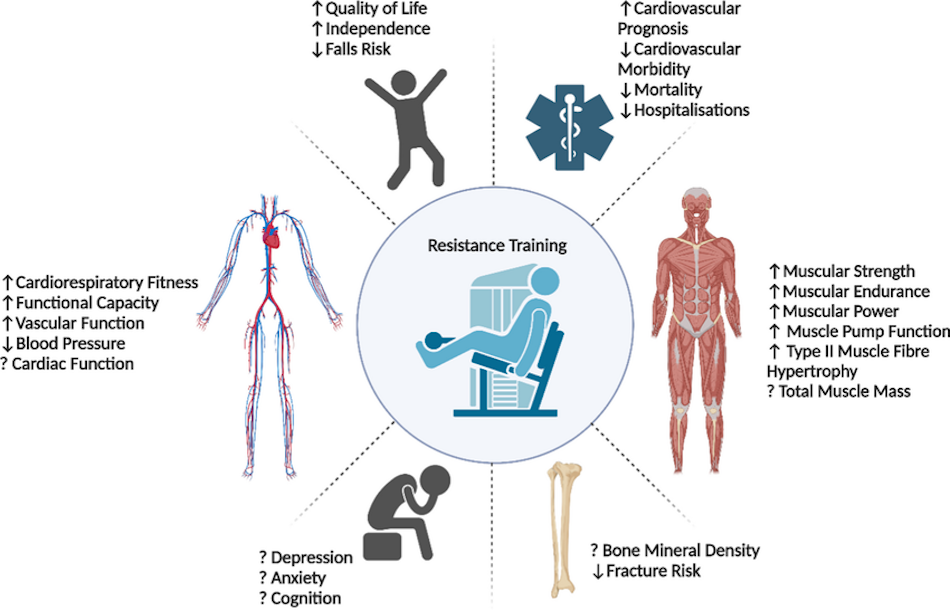 Person engaging in resistance training exercise with proper form demonstrating muscle-strengthening activities that support cardiovascular health, metabolic function, and heart muscle conditioning as part of comprehensive fitness program - InfoProds 2026