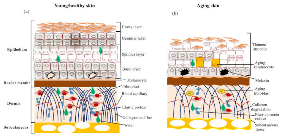 Molecular Structure and Cellular Skin Layers Showing Nutritional Impact Scientific visualization of skin cell structure and dermal layers demonstrating how vitamins minerals antioxidants and nutrients from foods penetrate and nourish skin cells for improved health texture and anti-aging benefits - InfoProds 2026