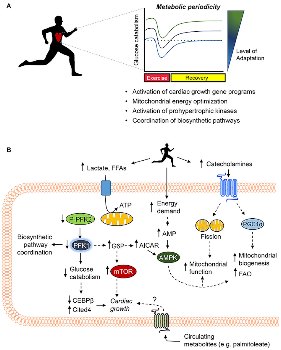 Scientific illustration of metabolic energy expenditure during moderate and vigorous exercise Runner demonstrating high-intensity cardiovascular exercise with elevated heart rate showing vigorous activity metabolic response and calorie burning for effective weight loss and fitness improvement - InfoProds 2026