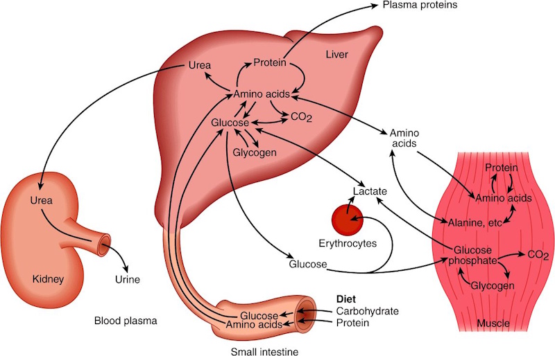 Metabolism and nutrition science showing why naturally thin people struggle gaining weight