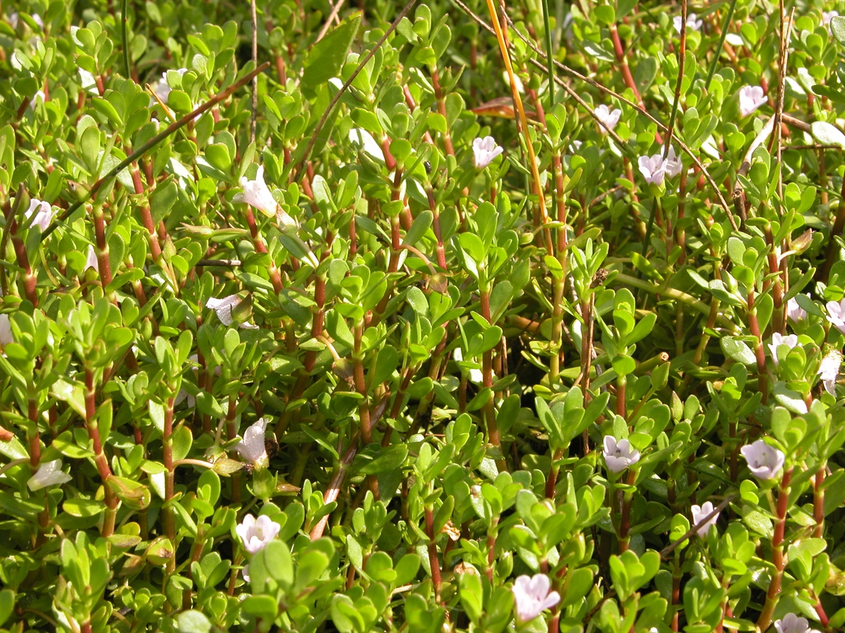 Bacopa monnieri leaves next to herbal capsules on a clean white background