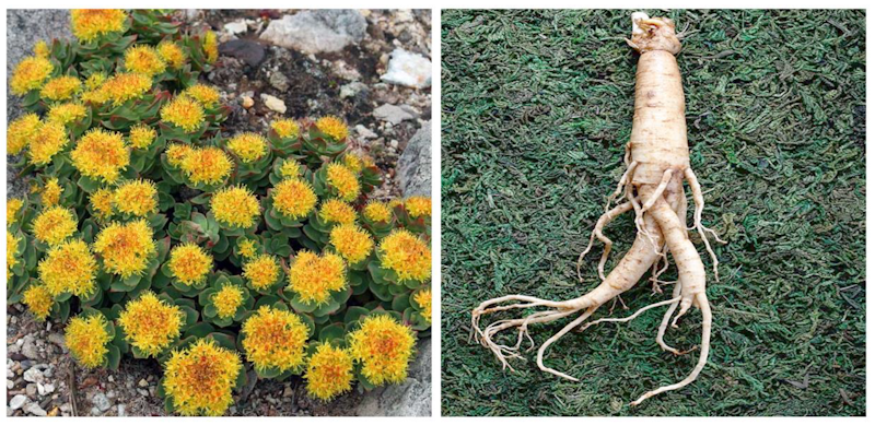 Dried rhodiola rosea roots and powdered extract displayed on a natural wooden surface